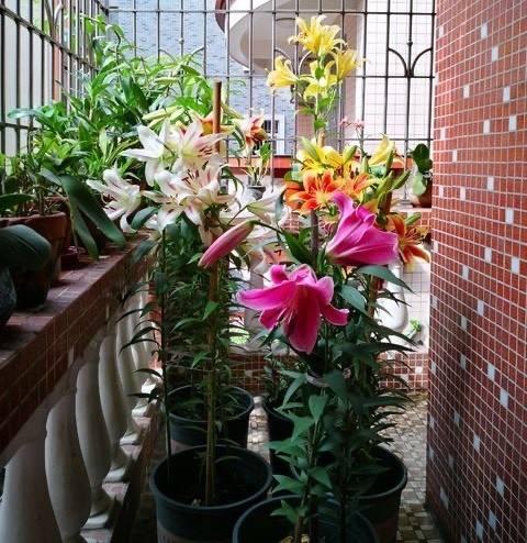 |想要打造高级的“庭院花园”,5种花草6种小物件,都要安排上