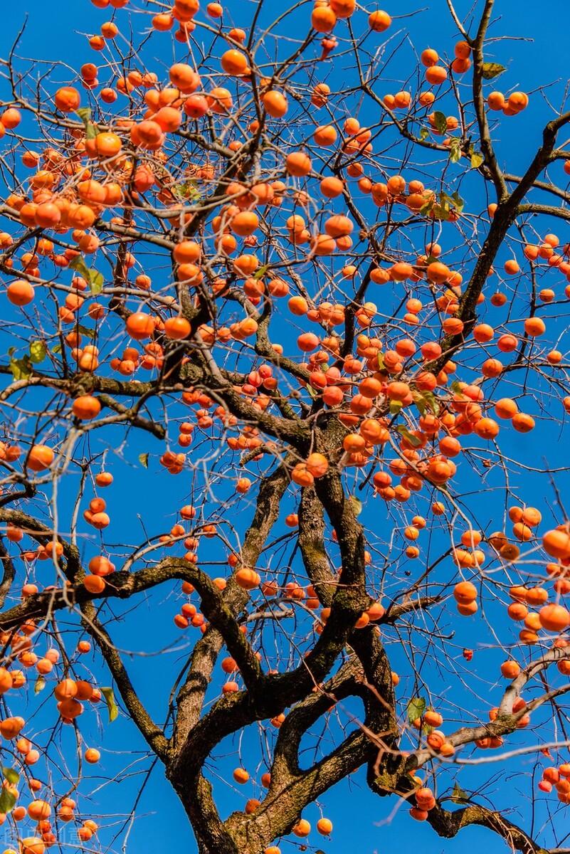 最中国的中国水果,甜了中国人一万年!