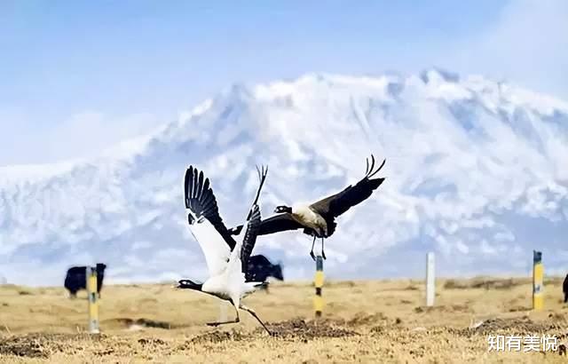 黑龙江|国内值得去的六大沼泽湿地,每个都美得与众不同,你去过几个呢?