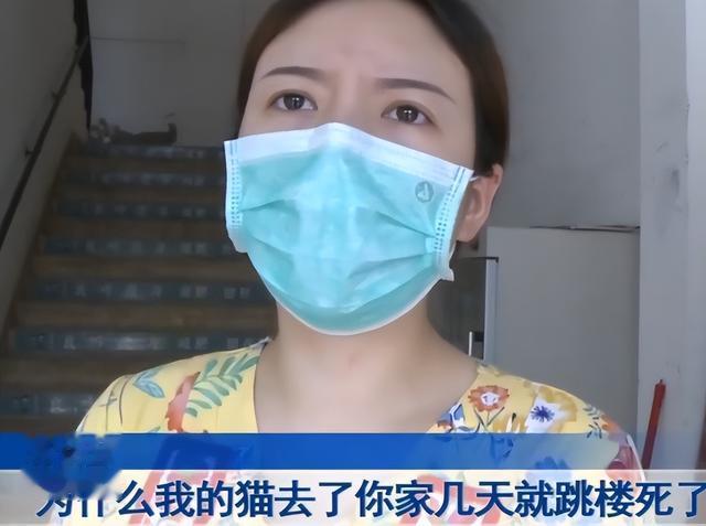 出门旅游让朋友帮养猫,结果猫跳楼摔死,女子索赔4500元:门窗没关好