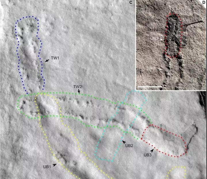 美国发现88个“鬼脚印”,1万年前留下,为何雨天出现晴天消失?