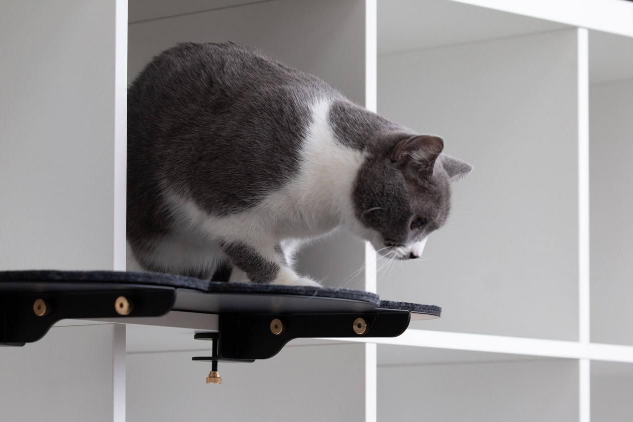 敲重点了!请大数据把我推给有宠物的家庭