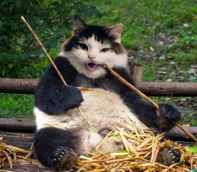 猫科捕猎效率最高的“杀戮机器”:黑足猫,被全世界禁养!