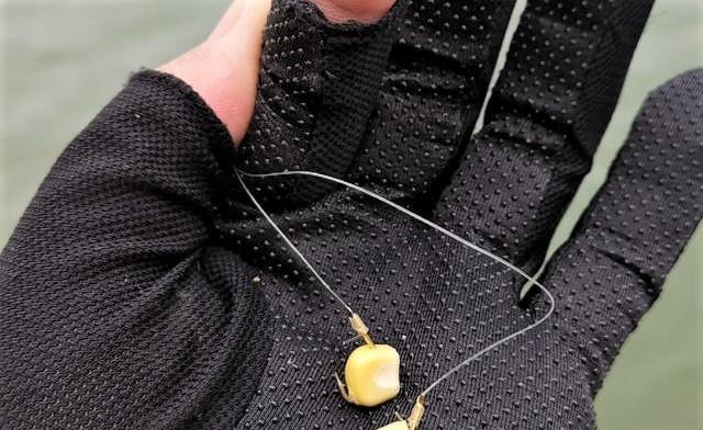 饵料|鲤鱼喜欢什么味道?用这三种食物做的鱼饵,钓鲤鱼比一般饵料强