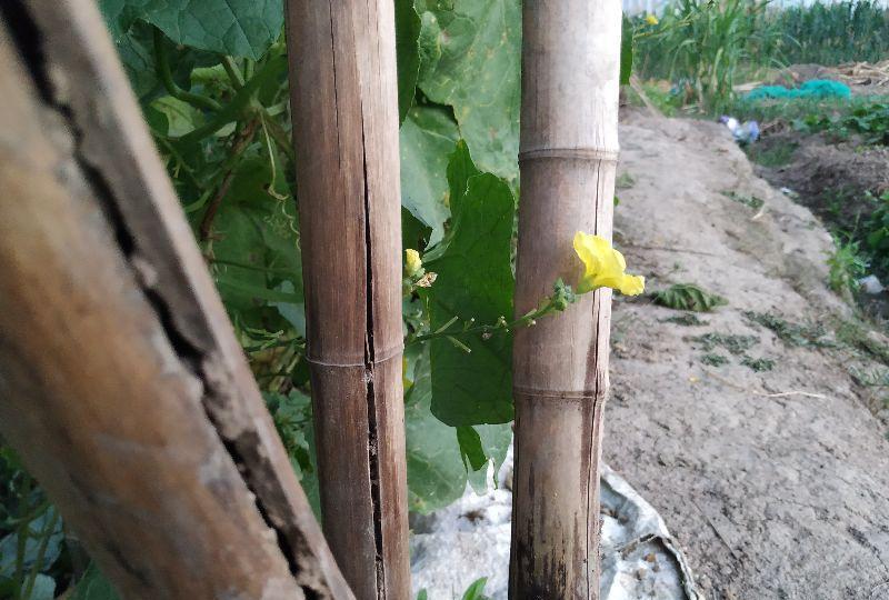 |当我把农村生活写成诗歌,浪漫的不是语言是生活