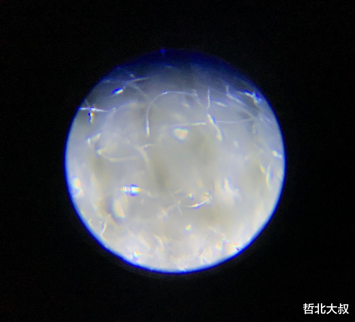 99元显微镜也能探索微生物?一文看懂那些隐藏的奥秘!