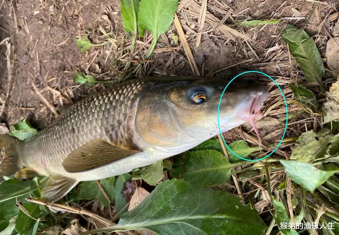 饵料|钓友钓到草鱼身鲤鱼头的“怪鱼”，担心是牢底坐穿鱼不敢杀