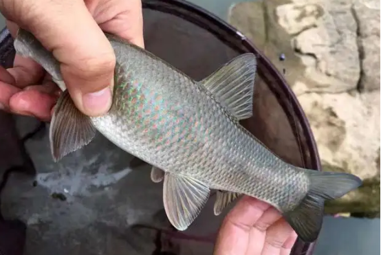 |乌江钓起怪鱼，堪称“最凶”淡水鱼！鳞片竟达几百一斤