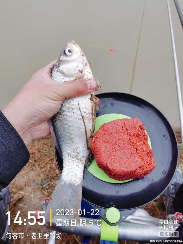 鱼塘|鱼儿身残志坚,人生亦如此!