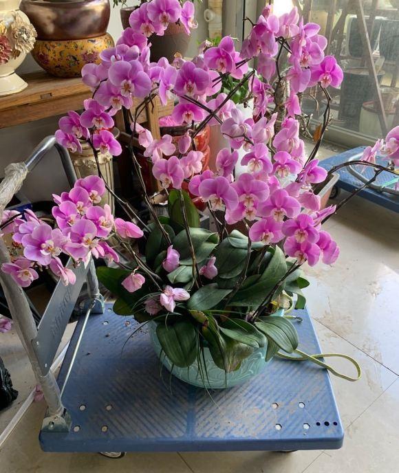 立春后,10种花适合阳台养护,几块钱一盆,打造“阳台花园”