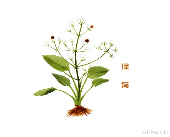 |如何知道自己有湿热？教你三个字：脏、热、黄！