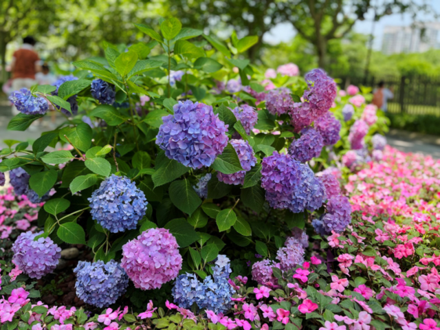 福州|错过了樱花季，不能再错过绣球季