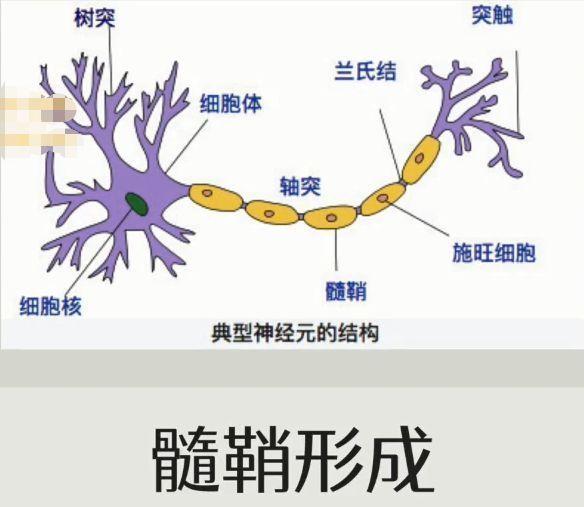如何让大脑更强大?打造最强大脑的5个关键要素