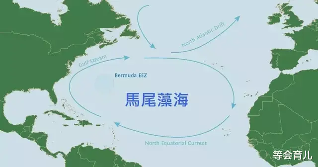 被人吃了几千年的鱼,直到突然濒危,竟然没人知道它们来自何处