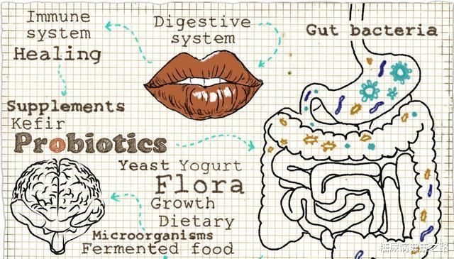 运动|肠道菌群有多重要？不仅与营养与健康有关，还可能影响大脑功能