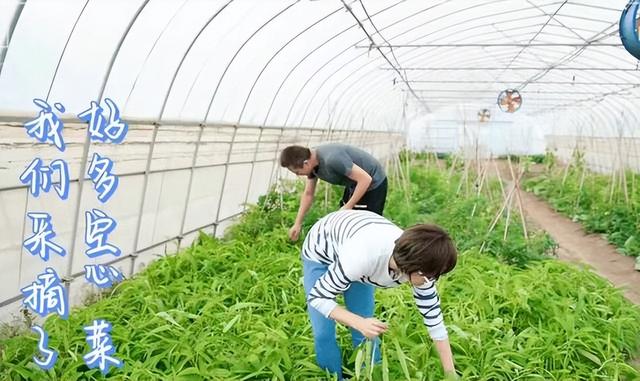 |孙俪的“豪宅”火了，院内摘菜，体验生活，粗茶淡饭，乐在其中