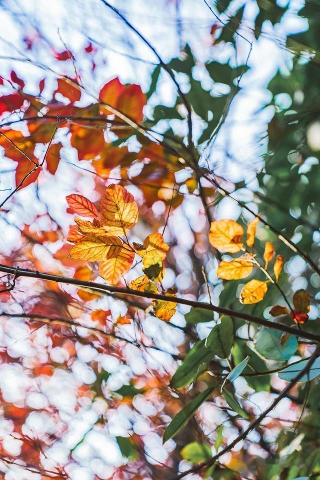 白沙洲：寻找武汉冬日暖色调