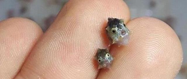 翻车鱼一次产卵3亿枚,为何是易危生物?因为它被海豹啃食都不跑
