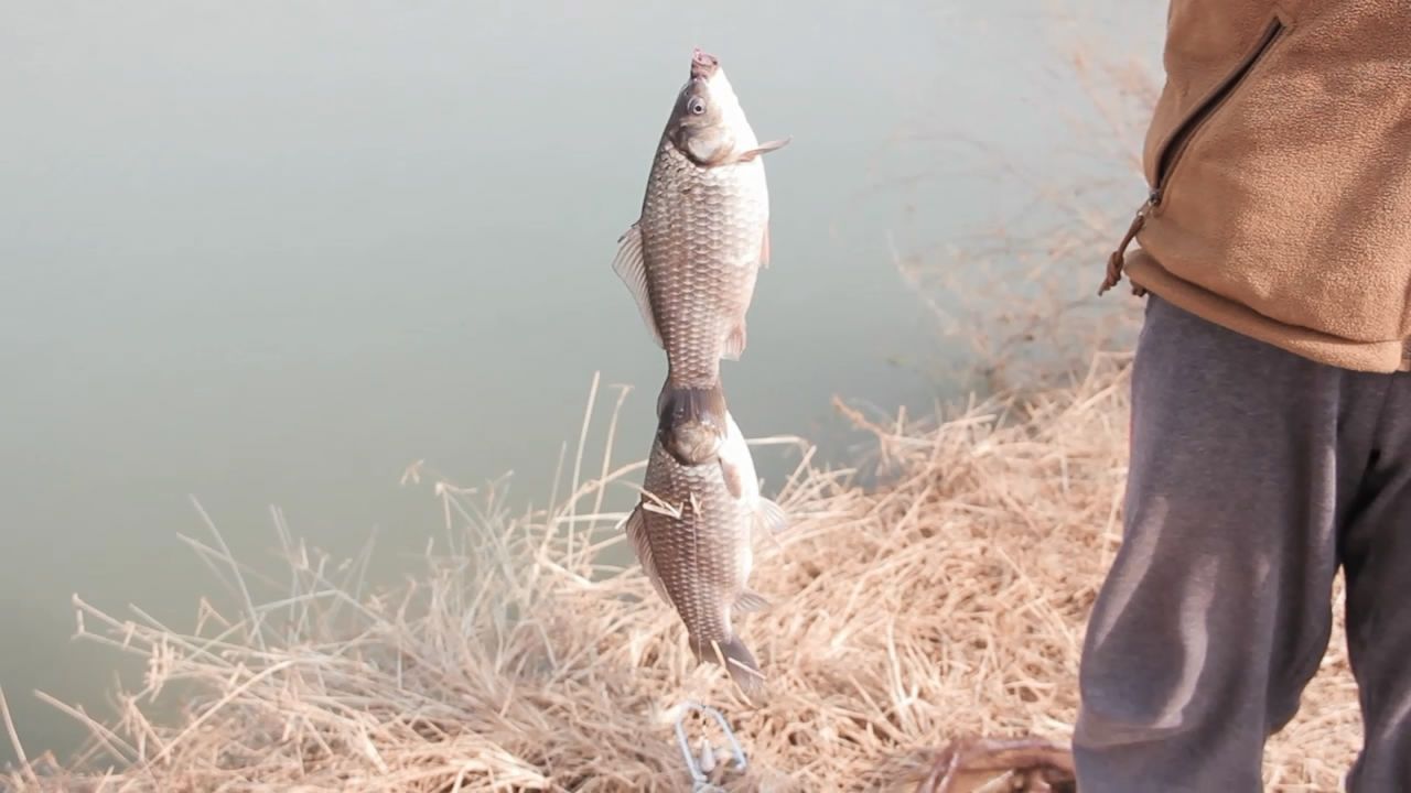 水库|冬钓调漂两个方向，做对路子了，鱼口多轻都不怕