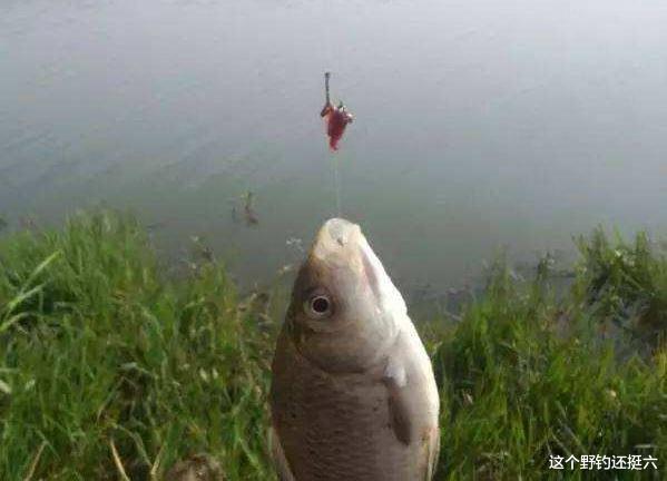 |能钓到鱼但钓得小钓不多，问题出在哪里？秋末钓大板鲫你该这样做