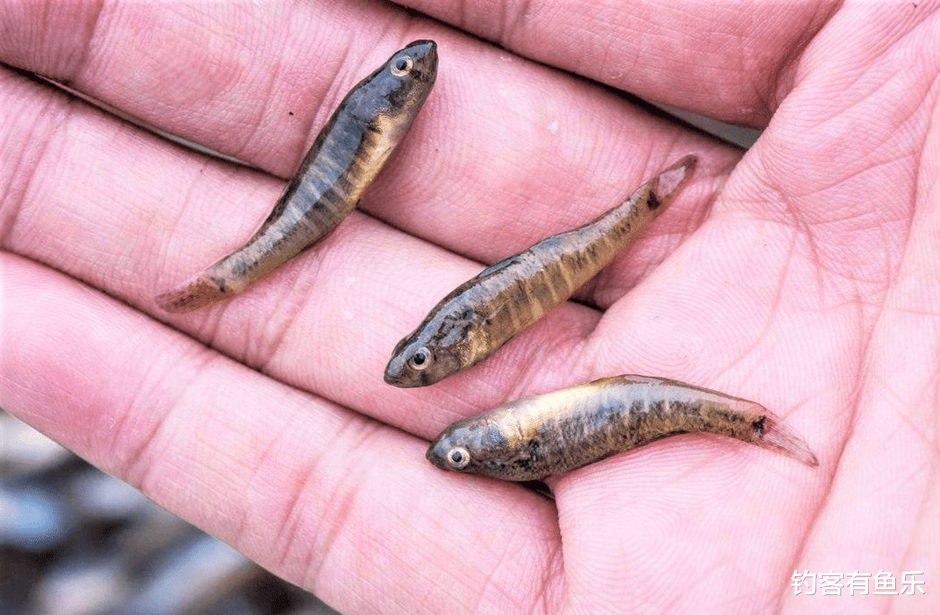 饵料|钓鱼时小杂鱼闹窝到底该怎么办？最有效的方法就藏在这四个字当中