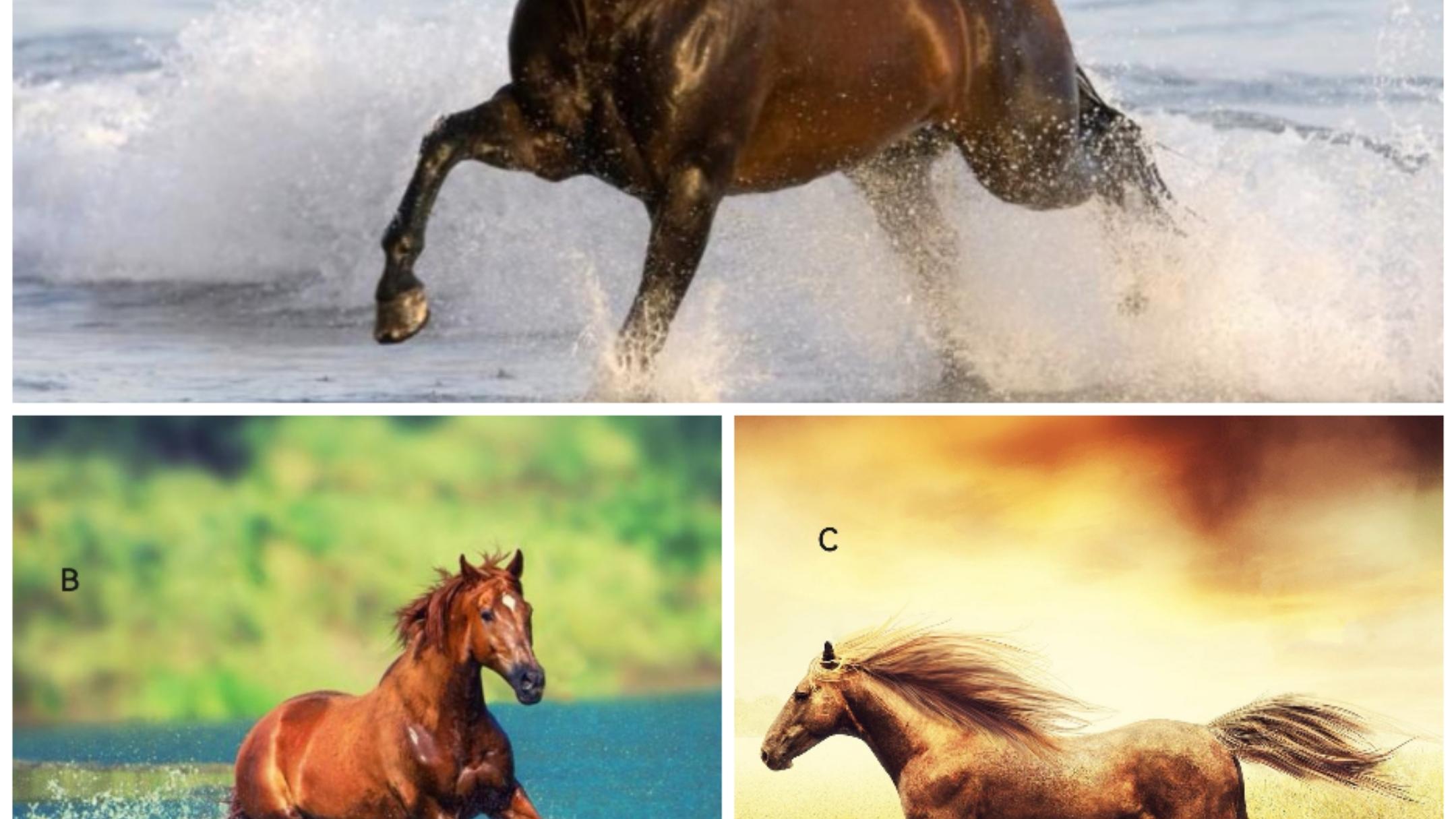 |超准心理测试：凭感觉选择你最喜欢的一匹马