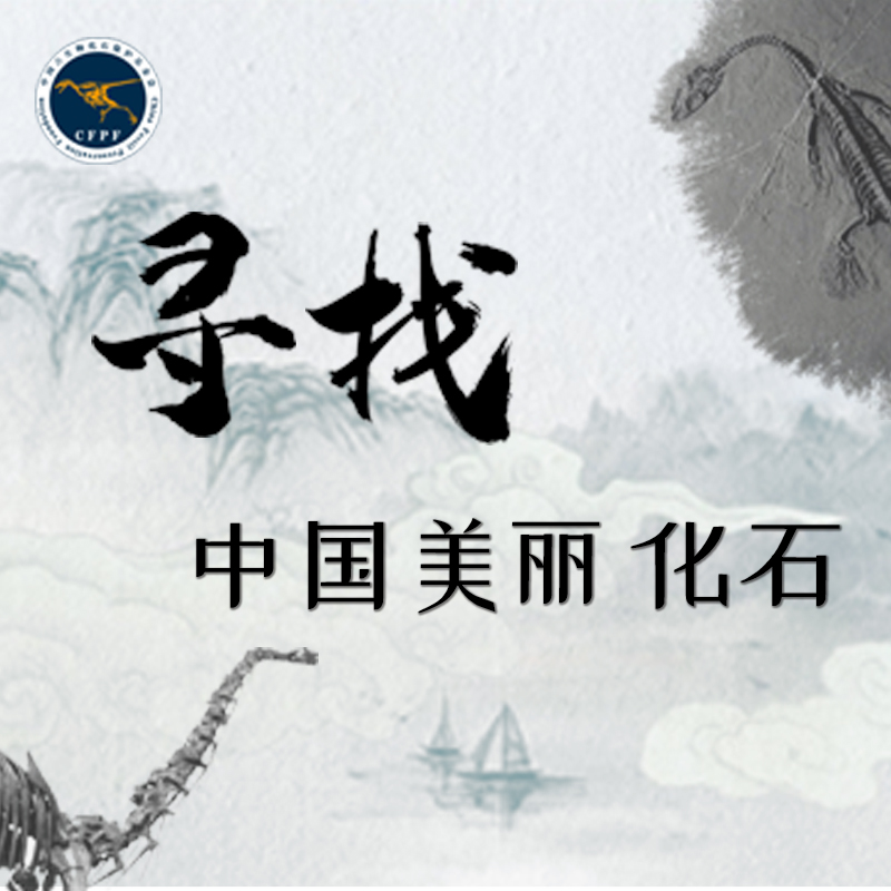 中国古生物化石保护基金会“寻找中国美丽化石”公益活动启动