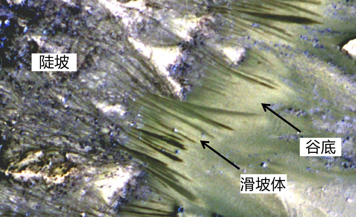火星上有跟地球一样的大树和森林?这张照片很诡异
