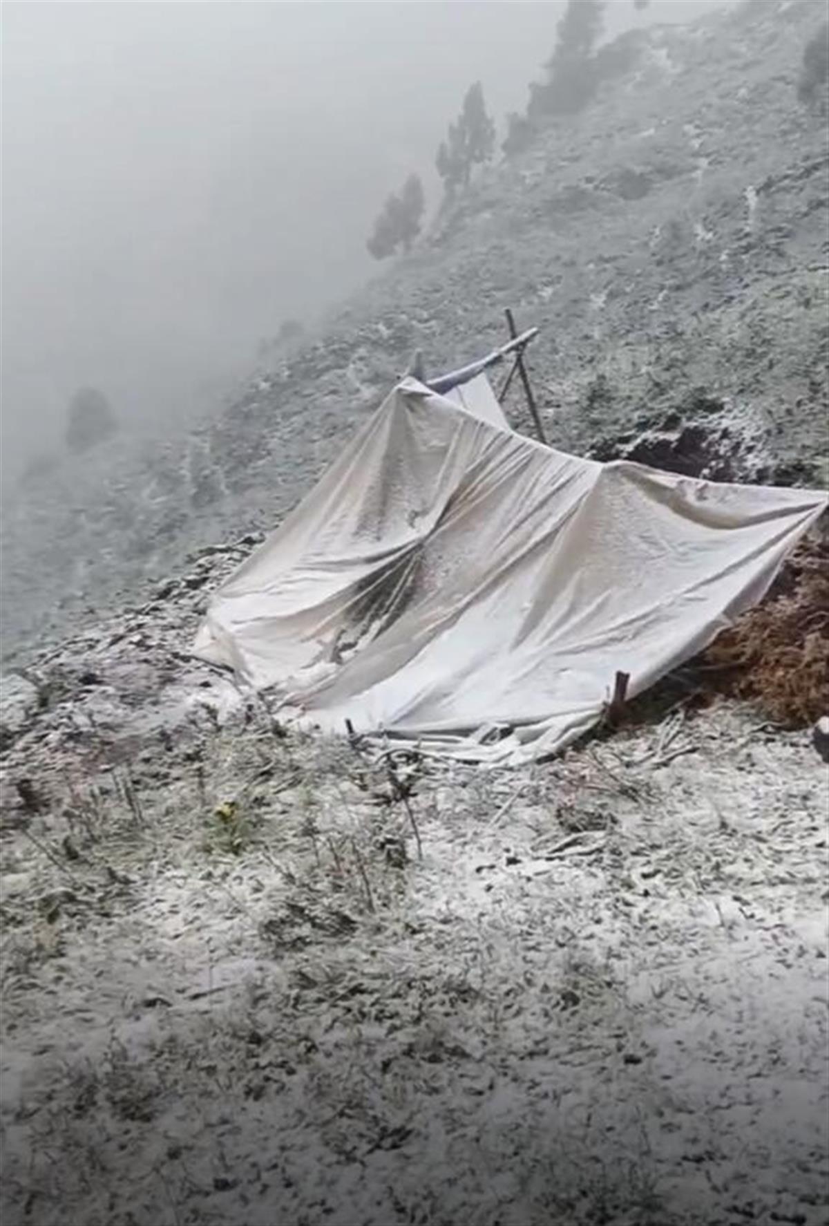 荷花|甘肃肃南七月飞雪，有牧民的帐篷被压塌