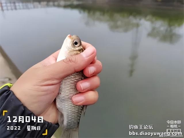 饵料|本味绝杀三,看我狂拉板鲫和大鲤