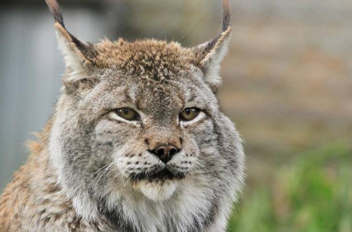 远古野猫为何会被人类驯服?研究发现其很凶狠,接近人类另有所图