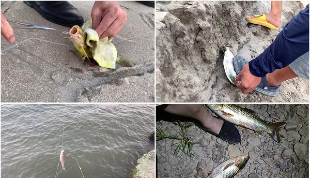 |长江到底有多干？六旬老人唏嘘说从未见过，只有钓鱼人最开心？