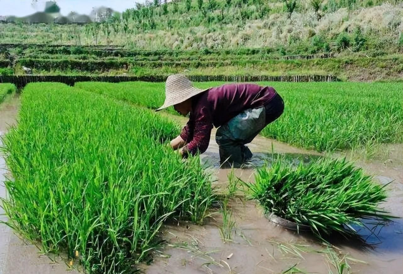 俗语“宁借屋停丧,莫借田下秧”,老一辈人为何这么说?