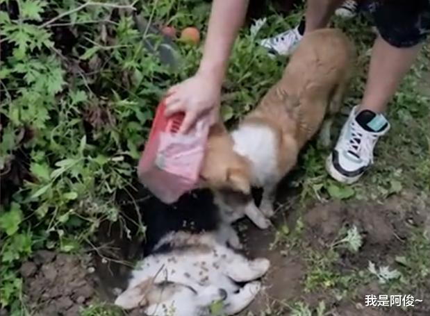 陕西一男子爱犬去世,埋葬时另外2只狗疯狂偷吃随葬品:吃席呢?