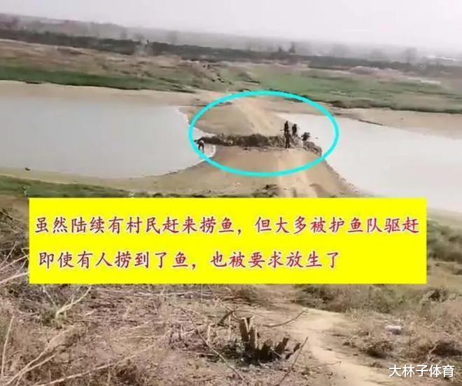 洞庭湖出现大量“鱼坑”,野生鱼群搁浅,为何只能看不能捞?
