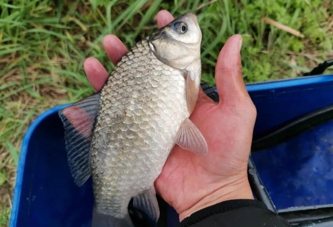 国语|你知道冬钓鲫鱼的最佳时间段吗?这几条信息很重要,干货分享!