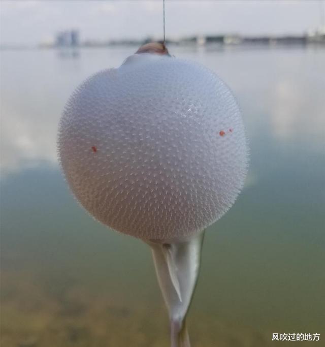 微软|广东男子东江野钓，意外收获“小皮球”，有剧毒却被誉为菜肴之冠