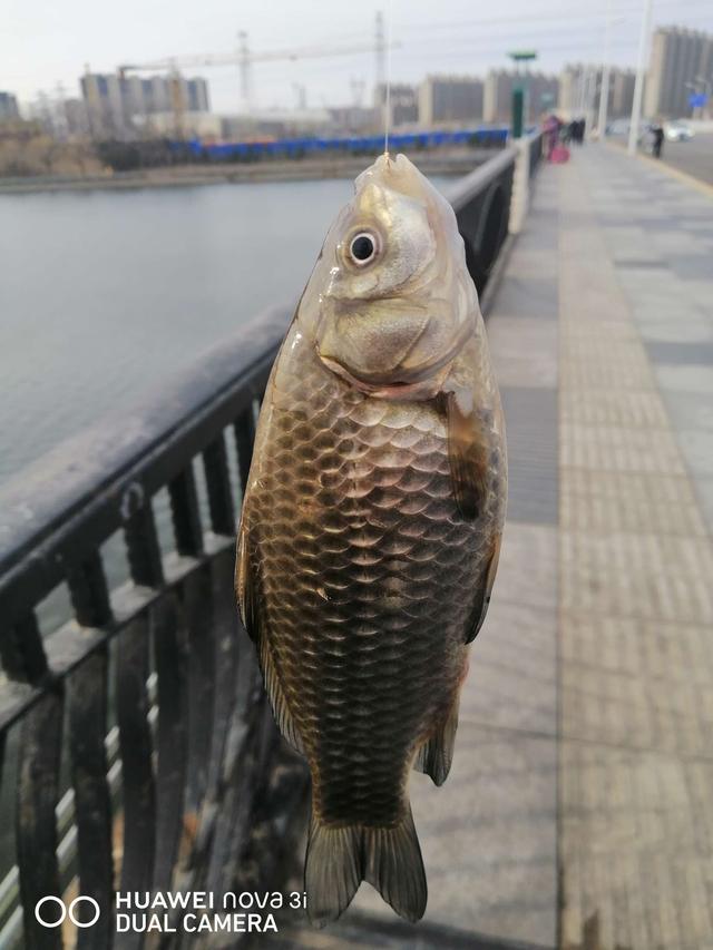 |桥筏钓板鲫，冷风挡不住钓鱼人的热情