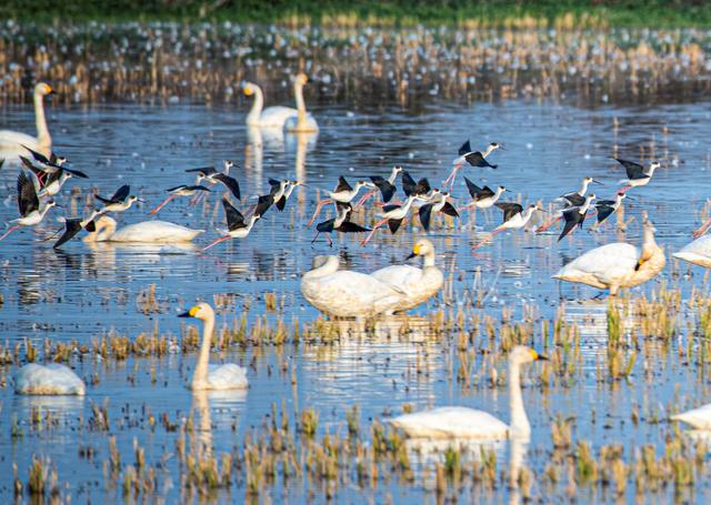 |东古湖,归去来兮