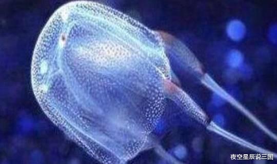 世界10大毒性最强的生物,蓝环章鱼和箱形水母上榜,你知道几个?