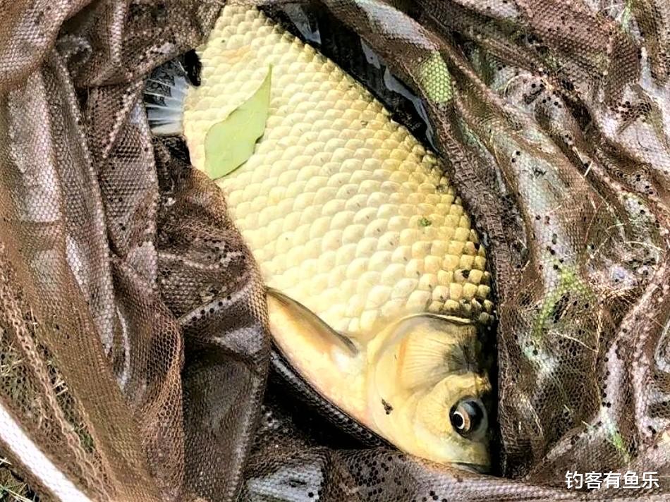 深水区|大晴天未必是钓鱼的好天气,掌握这些要领,鱼口更好,上鱼率更高
