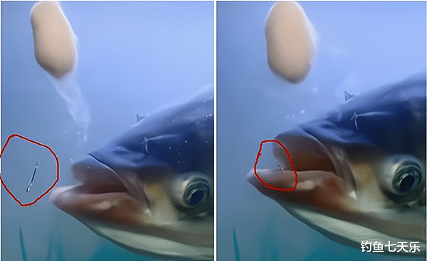 鲢鳙|野外垂钓鲢鳙,除了“邓氏钓法”,还有哪些关键点要掌握?