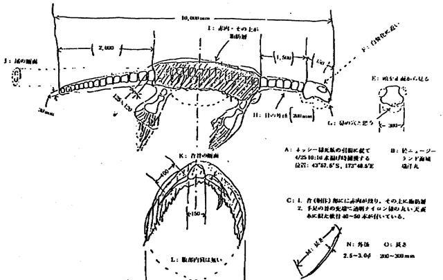 日本渔船捕获神秘生物,体型巨大形似恐龙,其真实身份无人敢信