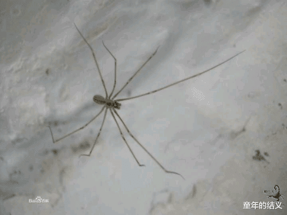 科普一下你们身边常见却不认识的昆虫 有人看吗
