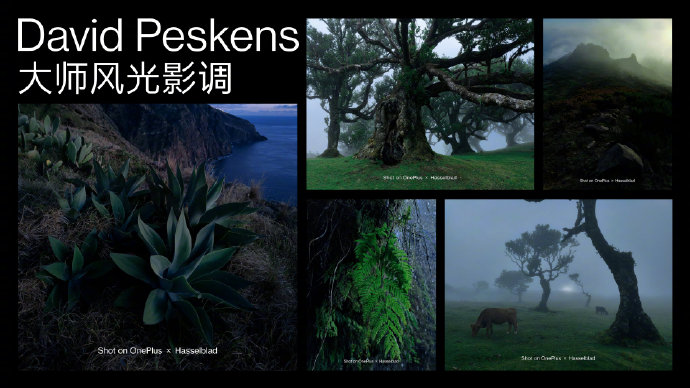 一加科技|一加10 Pro还能稳坐影像机皇吗?海量样张公布,色彩印象深刻