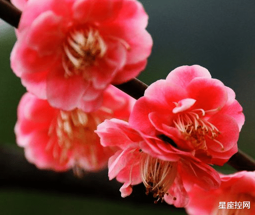 好运当头|哪几个时辰出生之人，好运当头，大年初四迎来贵人，吉祥如意平安