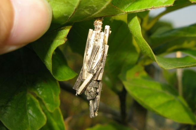 它是昆虫界的天才,抢了建筑师的饭碗,还有着致命危险