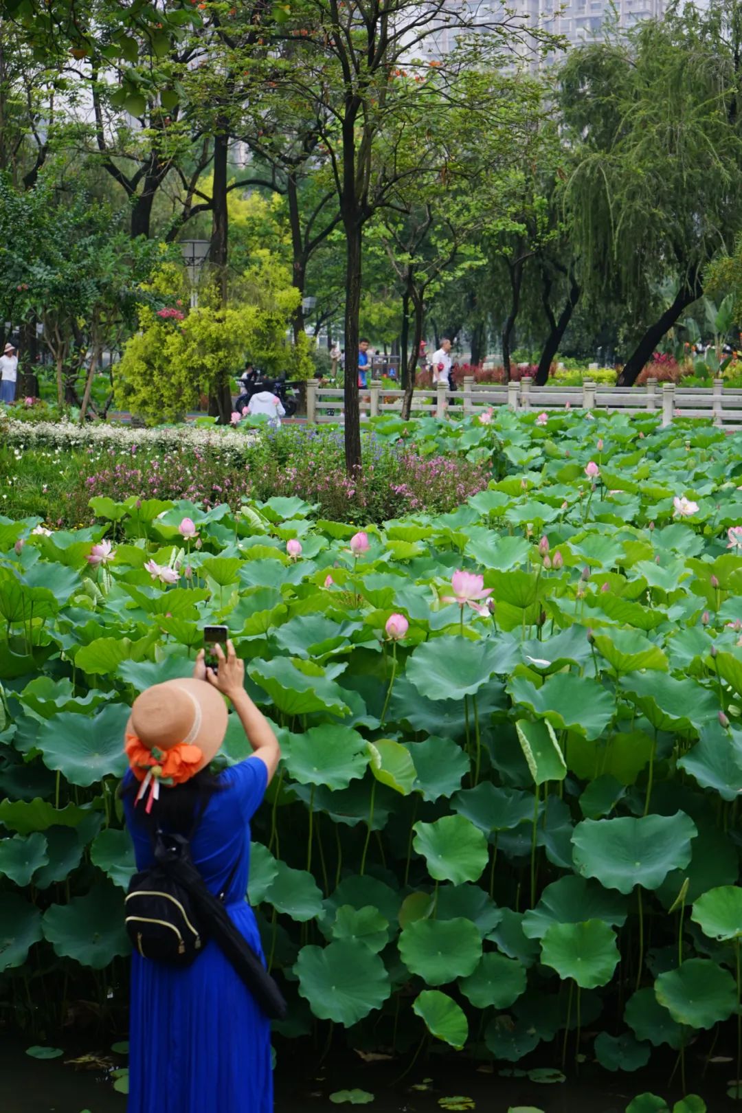 |莲商会 这份赏花攻略,请收下
