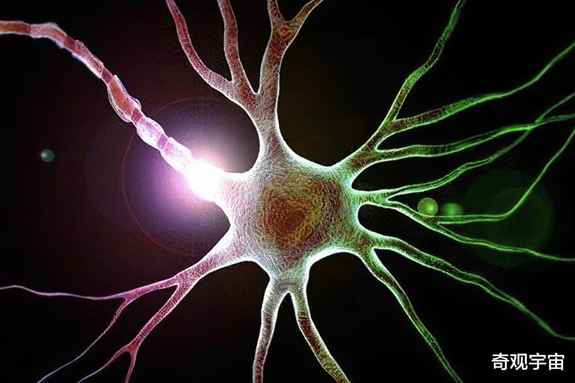 用左手刷牙可以变得更聪明?科学研究发现,大脑神经元会再次生长