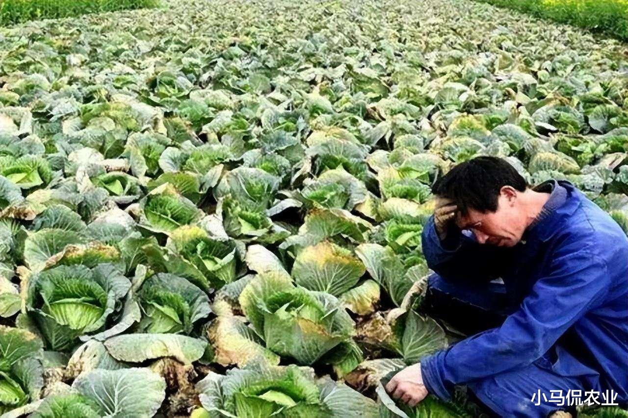 白菜滞销一整车500斤才卖30元,大叔被老婆指责越看越心酸,咋办